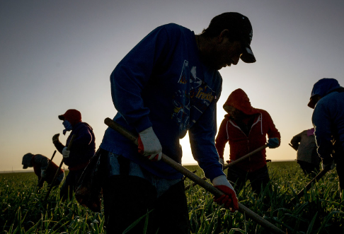 The image shows a group of immigrants working in an agriculture field.